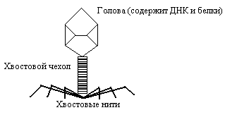  Рис. 4.1.3-2. Бактериофаг 