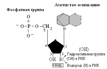  Рис. 4.1.3-3. Строение нуклеотидов 